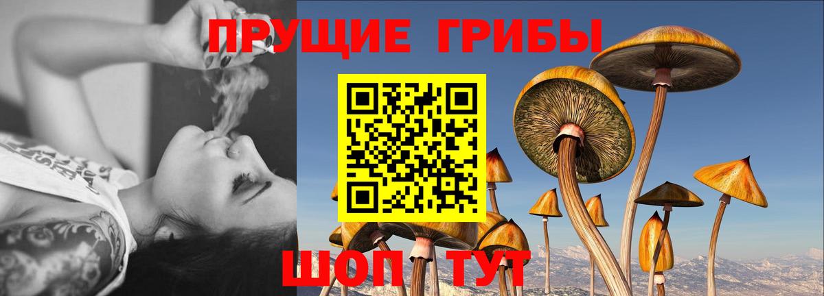 где можно купить наркотик  Вход с VPN  Кировск  Псилоцибиновые грибы GOLDEN TEACHER 